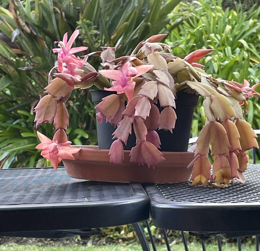 Christmas cactus in bloom